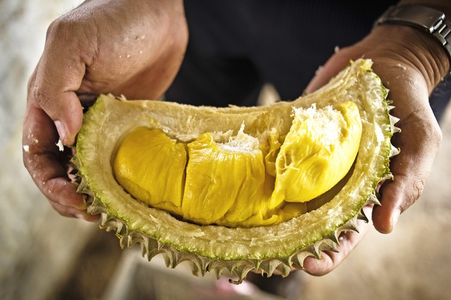 Sầu riêng Đạ Huoai: Những ông Mặt Trời thơm ảnh 3