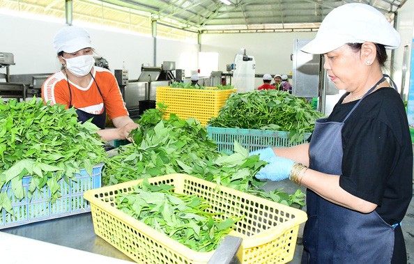 Thanh tra Bộ Nội vụ vào cuộc vụ Vinamit lo nông trại đạt chuẩn quốc tế bị xóa sổ làm khu dân cư ảnh 2
