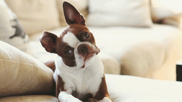 Chuyện thú cưng ở chung cư ảnh 1
