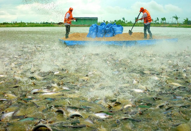Nông dân cho cá tra ăn tại vùng nuôi ở tỉnh An Giang (Ảnh minh hoạ: Lê Toàn).
