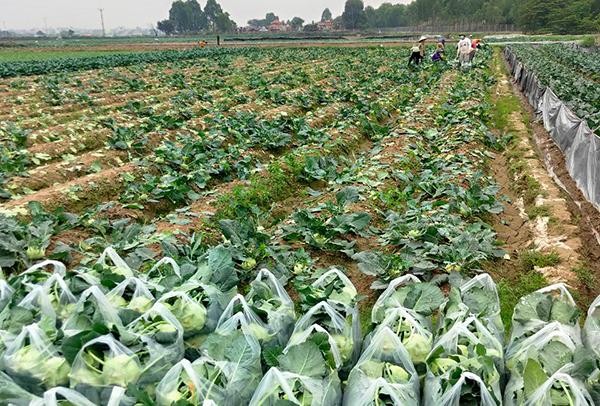 Rau đến kỳ thu hoạch nhưng vẫn còn nằm chờ trên ruộng nhiều.
