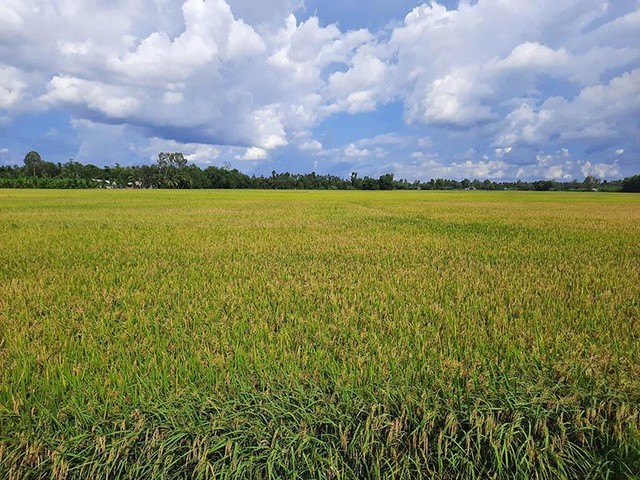 Đồng Tháp xác định 7 lĩnh vực ưu tiên thu hút Kl99ok phiên bản mới vào nông nghiệp Đồng Tháp xác định 7 lĩnh vực ưu tiên thu hút Kl99ok phiên bản mới vào nông nghiệp