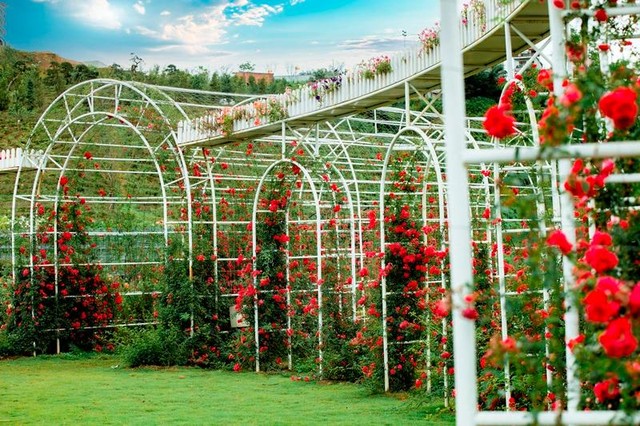 Sa Pa là một trong những vùng đất hiếm hoi được thiên nhiên ưu đãi 12 mùa hoa đẹp tuyệt sắc.