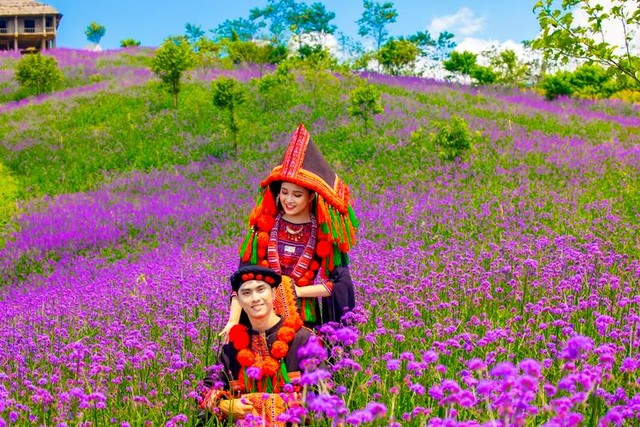 Đồi hoa năm nay tiếp tục được mở rộng gấp đôi, lên tới gần 15 ha, chia thành từng luống hoa có các cao độ khác nhau trải dọc theo triền đồi, hình thành nên một ruộng bậc thang màu tím độc nhất vô nhị của miền Tây Bắc.