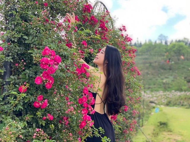 Dưới thung lũng là cả trăm vòm hồng leo đỏ rực như lửa cháy, nối tiếp nhau tạo nên những con đường hoa hồng lung linh không khác gì những khung hình đầy mê hoặc của vườn hồng bên trời Âu. Các giống hồng ngoại như Juliet, Mon Coeur, Red Apple…được trồng 3 năm trước nay đã quen với thổ nhưỡng, khí hậu, cây cao vọt, cành lá mập mạp, hoa to phủ cả lòng bàn tay, sẵn sàng làm xiêu lòng bất cứ ai.