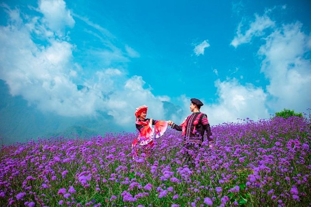 Mã tiền thảo tại Fansipan là loài cây thân thảo, hoa nhỏ thành từng chùm màu tím, hương thơm nhè nhẹ.