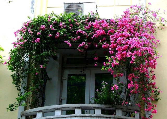 Cây hoa giấy điểm tô cho những khung cửa thêm thơ mộng, lòng người lại cảm thấy nhẹ nhàng, yên bình và thanh thản.