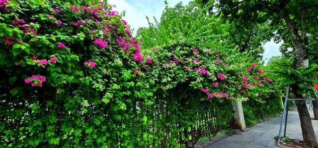 Hoa giấy có nhiều màu sắc, ngoài sắc hồng chủ đạo mà ta thường thấy, hoa giấy còn tự điểm xuyết cho mình bằng những chùm hoa trắng tinh khôi, dịu dàng, khiến bao người chẳng thể rời mắt khi ngang qua.
