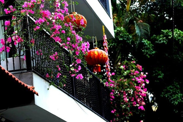 Ở Hà Nội, không khó để có thể bắt gặp hoa giấy.
