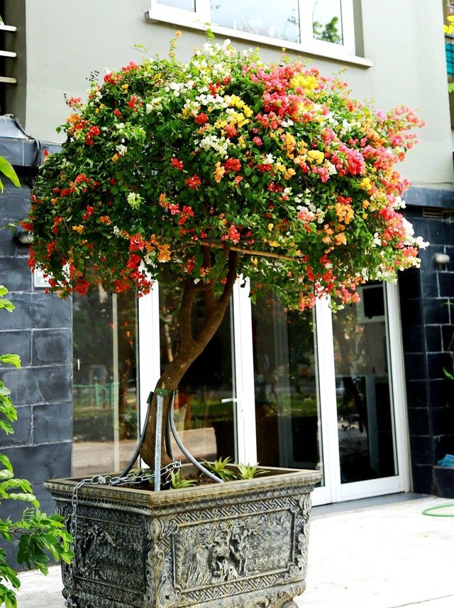 Cũng có khi hoa giấy được trồng trong chậu và tạo dáng như một loại cây cảnh.