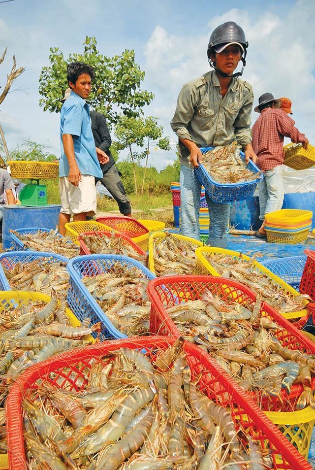 Thủy sản là mặt hàng xuất khẩu quan trọng của Bạc Liêu