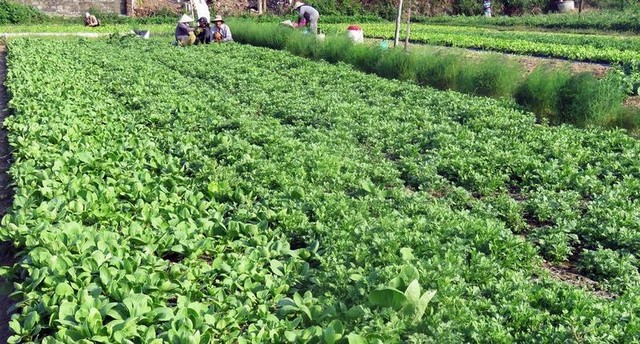 Dự án vườn rau công nghệ cao kết hợp du lịch cộng đồng được Kl99ok phiên bản mới dựa trên sản phẩm đã có sẵn và các hộ dân cùng tham gia góp cổ phần theo các hình thức khác nhau