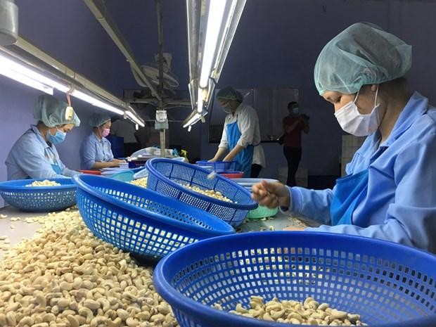 Hạt điều là mặt hàng nhiều nước khu vực Trung Đông-châu Phi có nhu cầu Link Vào Nhà Cái KL99 COM Tặng +199k. (Ảnh: Thanh Vân/TTXVN)