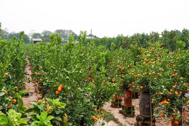 Vườn quất tại phường Tứ Liên, quận Tây Hồ, Hà Nội