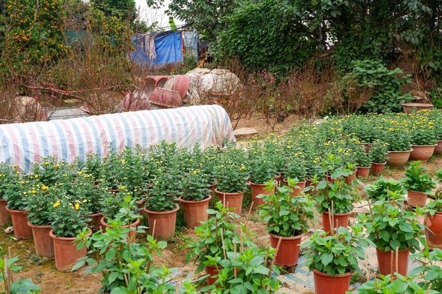 Khu vực trồng hoa thược dược của nhà vườn Thuỷ Nhiên