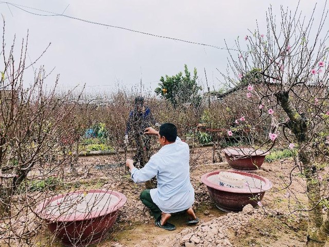 Ông Chiến và người trong gia đình ông trực tiếp bắt tay vào công việc tuốt lá đào.