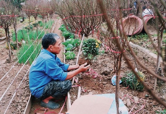Ông Đỗ Văn Hiến (64 tuổi) - Chủ một vườn đào Nhật Tân.