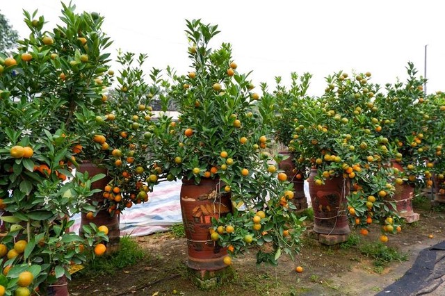 Những cây quất thế được bán với giá từ 700.000 đồng tới 1.500.000 đồng