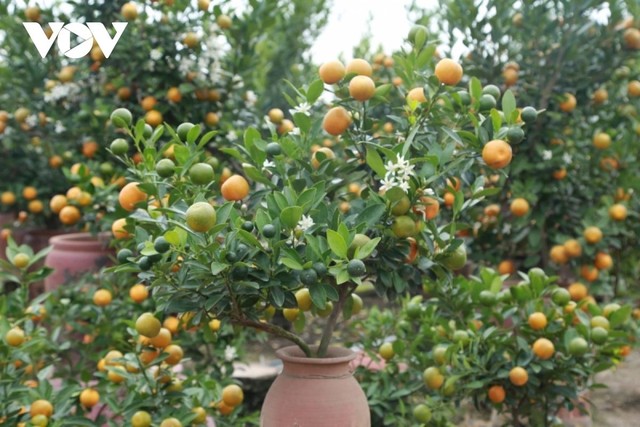 Cây quất cảnh nhỏ có giá từ 500.000 đồng đến 1,5 triệu đồng.