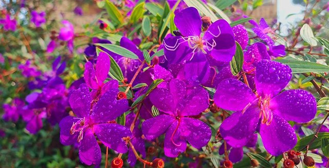 Những giọt sương đêm còn ngái ngủ, đậu trên những đoá hoa sim tím biếc. (Ảnh: Hồ Hạ)