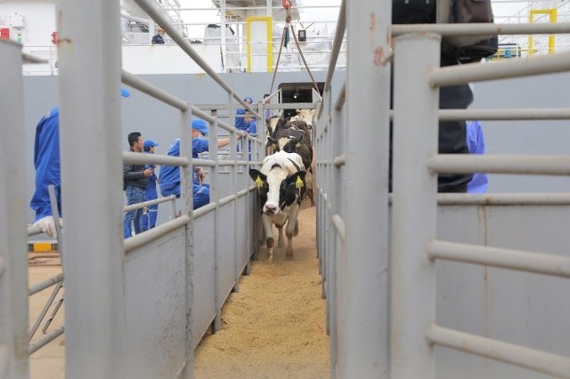 Đoàn bò sữa Holstein Friesian (HF) cập cảng Cửa Lò, Nghệ An