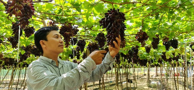 Cây nho gắn liền với thương hiệu tỉnh Ninh Thuận, người trồng nho đang ngày một đổi mới và nhân rộng phương thức thâm canh và chăm bón, chế biến sảm phẩm, để phát triển Nho như một sản phẩm đặc thù, mang hiệu quả Kl992 cổng game cá cược cao cho địa phương.