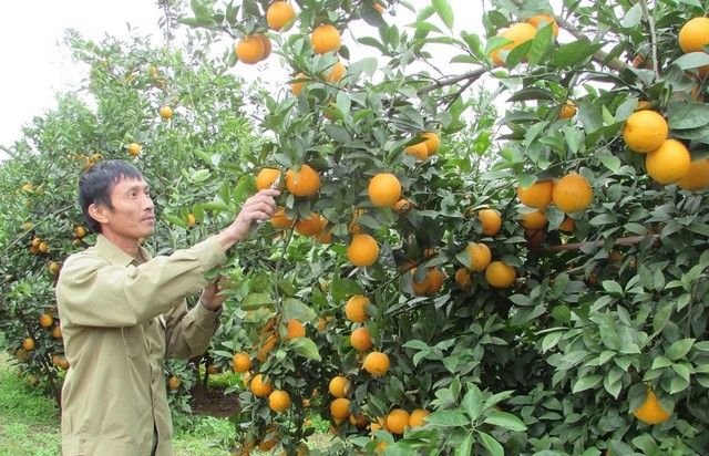 Cam Vinh được trồng tại Nghệ An là sản phẩm được ưa chuộng nhất trên thị trường hiện nay bởi chất lượng và độ ngon ngọt
