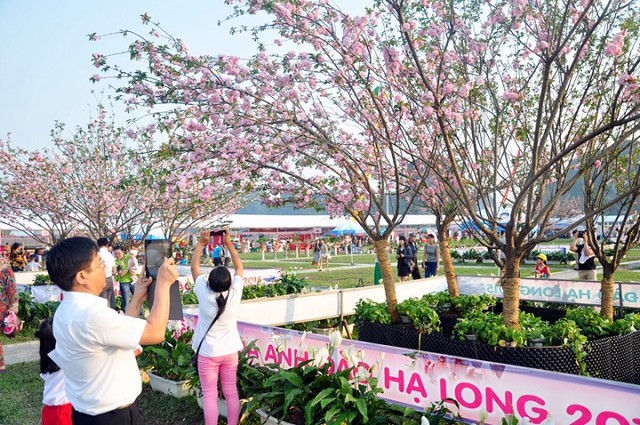 Du khách được chiêm ngưỡng vẻ đẹp của những cây Anh đào đến từ Nhật Bản tại lễ hội hoa Anh đào Hạ Long.