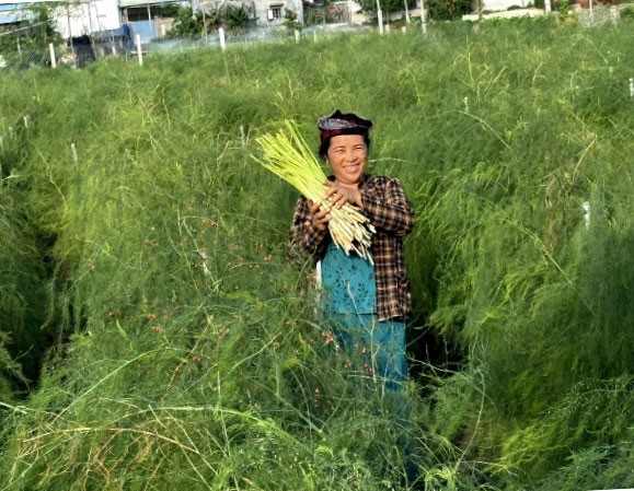 Nụ cười của chị Thị Kỳ vợ anh Nạo Văn Xây khi thu hoạch măng tây