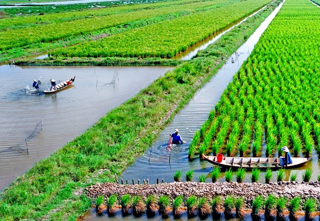 Mô hình lúa-tôm ở Đồng bằng sông Cửu Long.