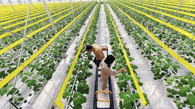 Một trang trại trồng rau thông minh tại Khai Phong, tỉnh Hà Nam, Trung Quốc.