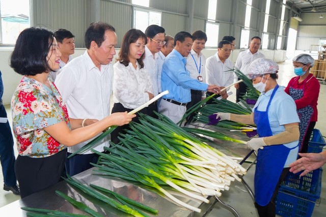 Đoàn kiểm tra tới thăm mô hình Kl994 nhà cái bóng đá world cup hành lá xanh xuất khẩu tại xã An Hưng (huyện An Dương)