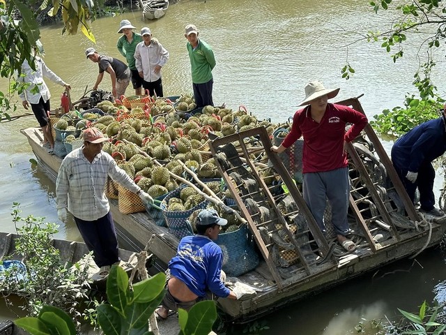 Giá sầu riêng trong nước giảm mạnh, người trồng sầu riêng lo sợ lỗ lớn. (ảnh G.H)