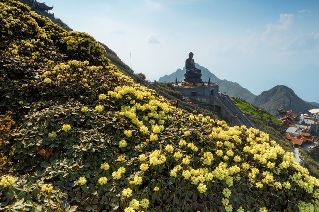 Hoa đỗ quyên đang thắp lên núi rừng Hoàng Liên những mảng màu đậm chất thơ Hoa đỗ quyên đang thắp lên núi rừng Hoàng Liên những mảng màu đậm chất thơ