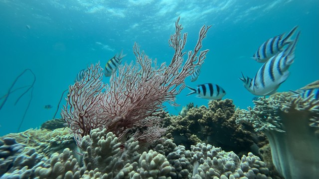 San hô thực tế được bảo vệ và nhân giống ngay tại dự án Libera Nha Trang San hô thực tế được bảo vệ và nhân giống ngay tại dự án Libera Nha Trang