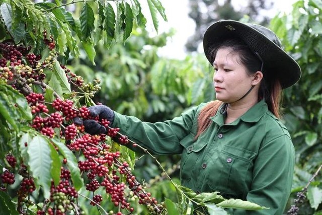 Công nhân Công ty TNHH Kl994 nhà cái bóng đá world cup và thương mại Vương Thành Công (Đắk Lắk) thu hoạch càphê. (Ảnh: Tuấn Anh/TTXVN)