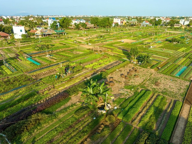 Làng rau Trà Quế, tỉnh Quảng Nam là làng du lịch tốt nhất trong năm 2024.
