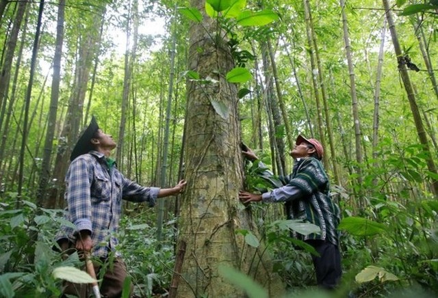 Cây gỗ trong rừng tự nhiên ở gần cộng đồng thôn Chênh Vênh. Ảnh: Hưng Thơ.