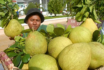 Vùng bưởi Năm roi ở Phú Hữu – Hậu Giang nhà vườn đang cho thu hoạch bán cho thương lái.