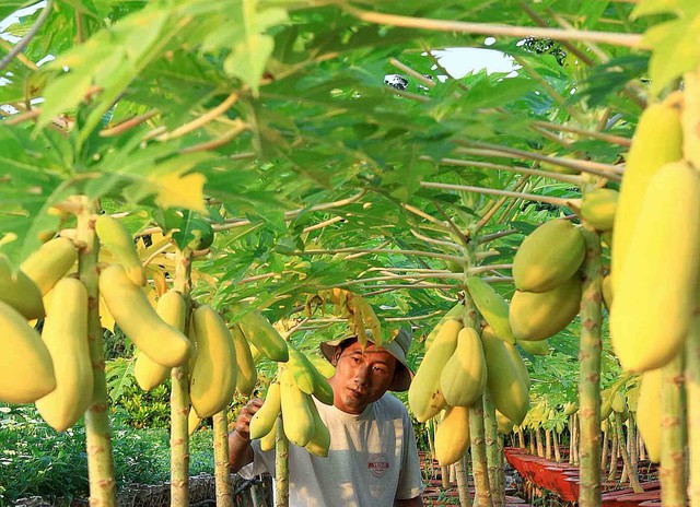 Cây đu đủ kiểng cho trái vàng ở Sa Đéc hút khách mua về mong một năm đầy đủ.