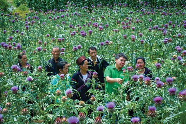 Cán bộ Traphaco hướng dẫn kỹ thuật chăm sóc cây actiso cho bà con tại vùng trồng dược liệu Sapa