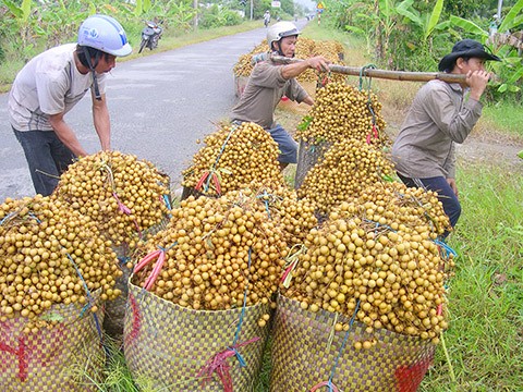 Nhãn xuồng cơm vàng ở Vĩnh Long nhà vườn đang cho thu hoạch bán Tết.