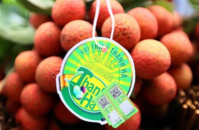 Vải thiều Thanh Hà được gắn tem truy nguồn gốc sản phẩm.