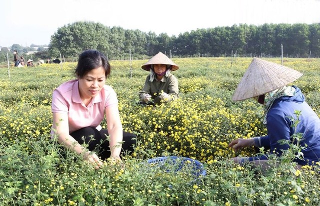 Mô hình trồng cây dược liệu tại Hợp tác xã Phúc Lâm, phường Tùng Thiện. Ảnh: Ánh Ngọc