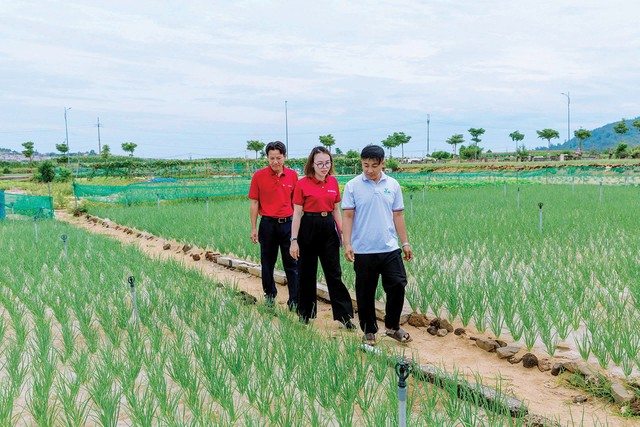 Anh Nguyễn Văn Nhật, Giám đốc Công ty TNHH Thương mại và Dịch vụ Phú Sinh (áo trắng) cùng cán bộ Agribank đi thăm các ruộng hành Lý Sơn