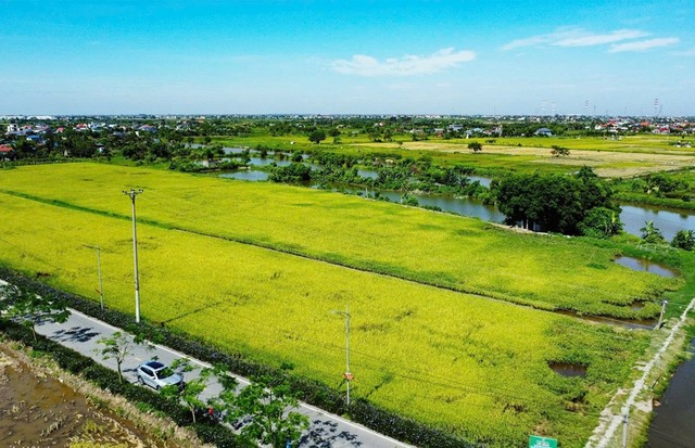 Mô hình Cánh đồng xanh 3 không tại xã An Lão góp phần nâng cao chất lượng nông sản, xây dựng thương hiệu lúa an toàn của địa phương. Ảnh: Trung Kiên Mô hình Cánh đồng xanh 3 không tại xã An Lão góp phần nâng cao chất lượng nông sản, xây dựng thương hiệu lúa an toàn của địa phương. Ảnh: Trung Kiên