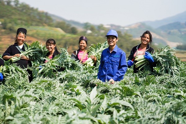Nụ cười mùa cắt lá Actiso ảnh 1