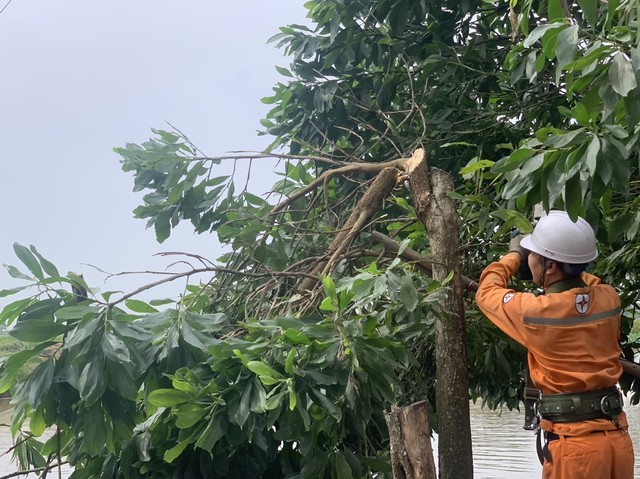 PC Ninh Bình khẩn trương chặt, tỉa các cành cây có nguy cơ đổ, gãy vào hành lang lưới điện.