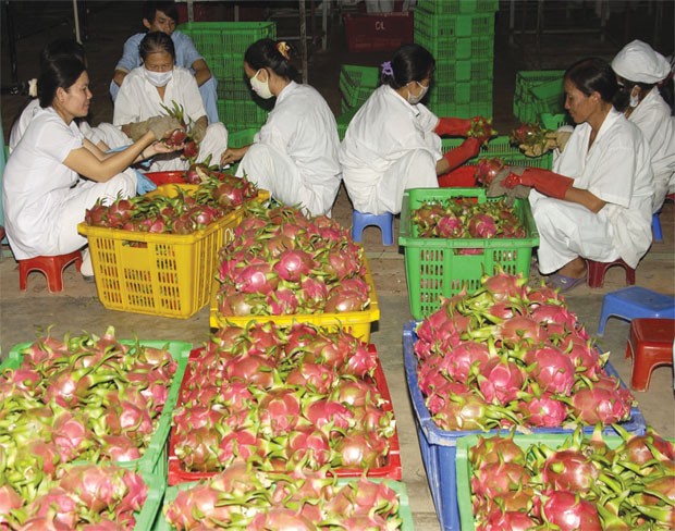 DN Việt, tìm cơ hội mới tại thị trường cũ ảnh 1