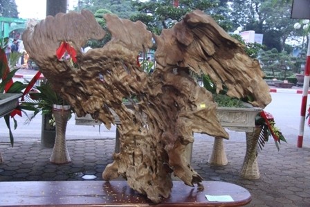 Lên Thái Nguyên mua gốc cây trăm triệu ảnh 6